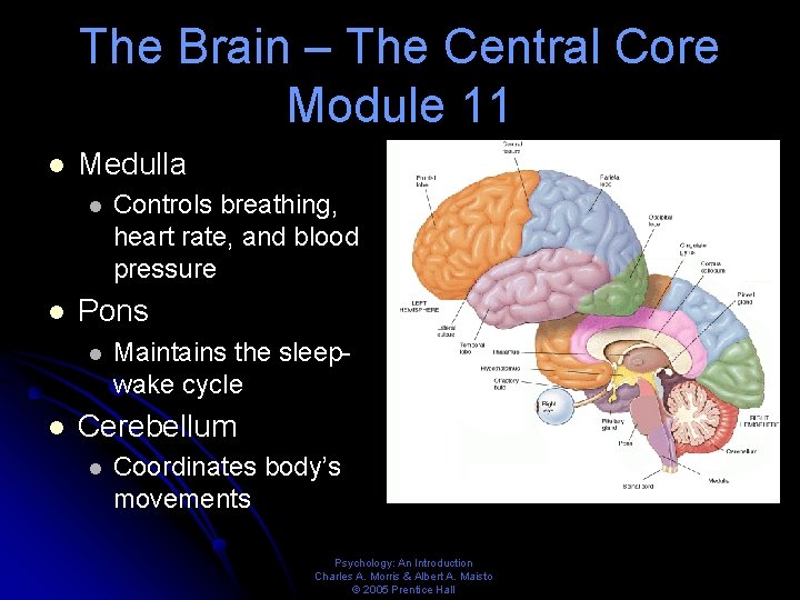 The Brain – The Central Core Module 11 l Medulla l l Pons l