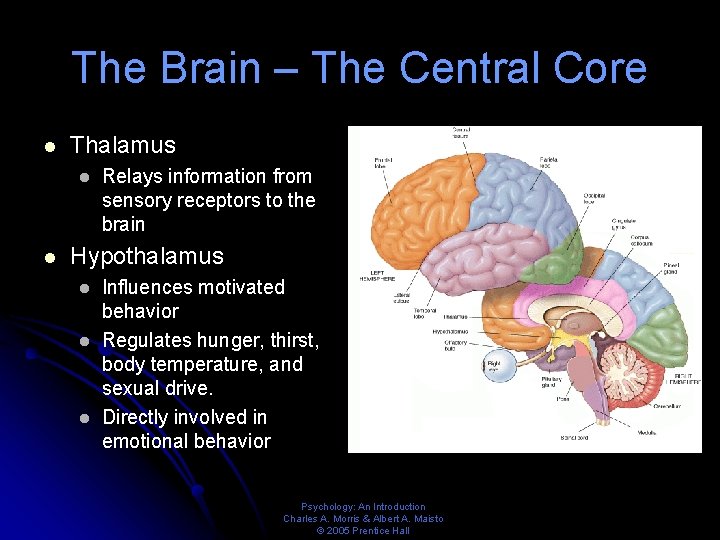 The Brain – The Central Core l Thalamus l l Relays information from sensory