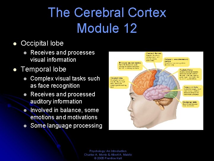 The Cerebral Cortex Module 12 l Occipital lobe l l Receives and processes visual