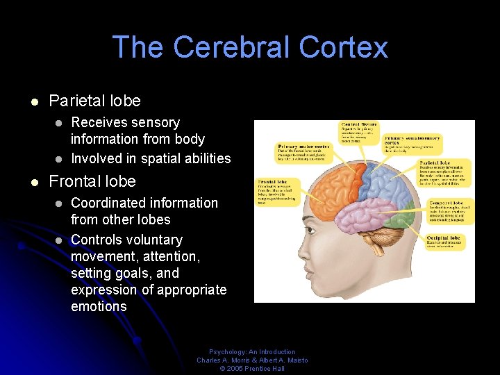 The Cerebral Cortex l Parietal lobe l l l Receives sensory information from body