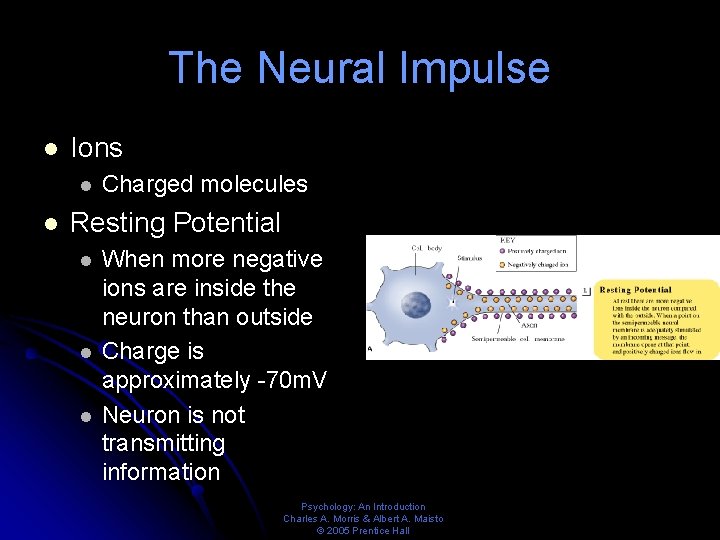 The Neural Impulse l Ions l l Charged molecules Resting Potential l When more