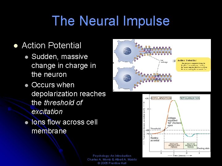 The Neural Impulse l Action Potential l Sudden, massive change in charge in the