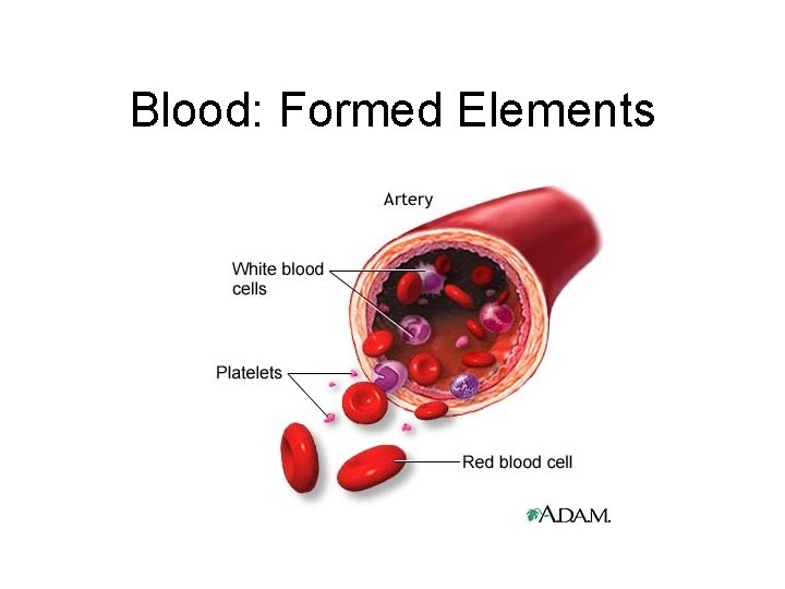 Blood: Formed Elements 
