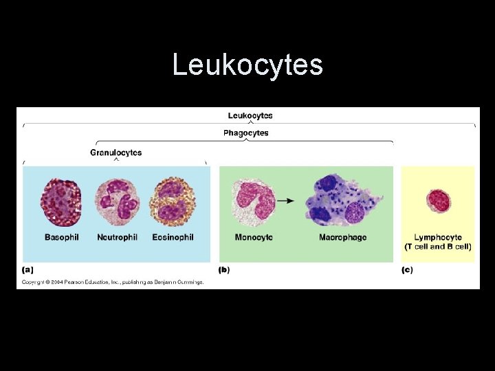 Leukocytes 