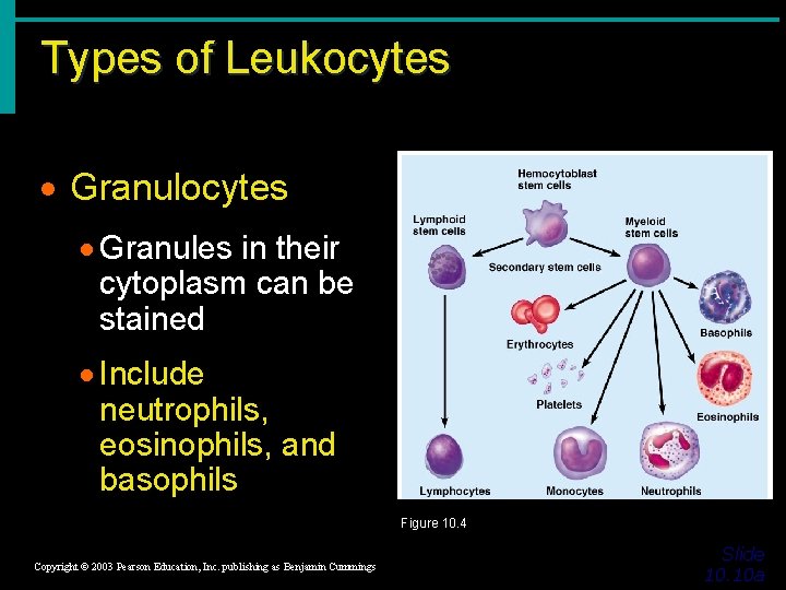 Types of Leukocytes · Granules in their cytoplasm can be stained · Include neutrophils,