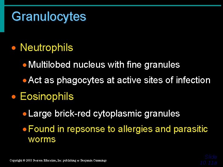 Granulocytes · Neutrophils · Multilobed nucleus with fine granules · Act as phagocytes at