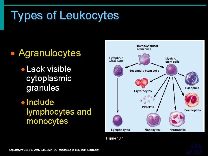 Types of Leukocytes · Agranulocytes · Lack visible cytoplasmic granules · Include lymphocytes and