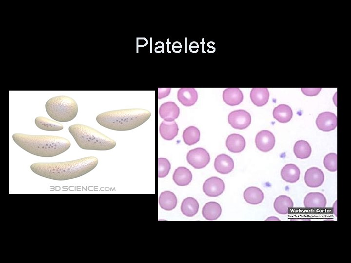 Platelets 