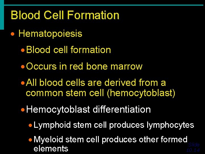 Blood Cell Formation · Hematopoiesis · Blood cell formation · Occurs in red bone