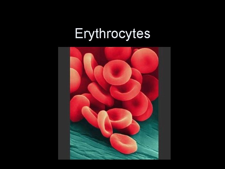 Erythrocytes 