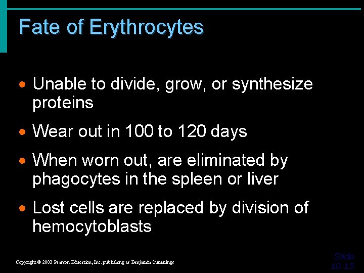 Fate of Erythrocytes · Unable to divide, grow, or synthesize proteins · Wear out