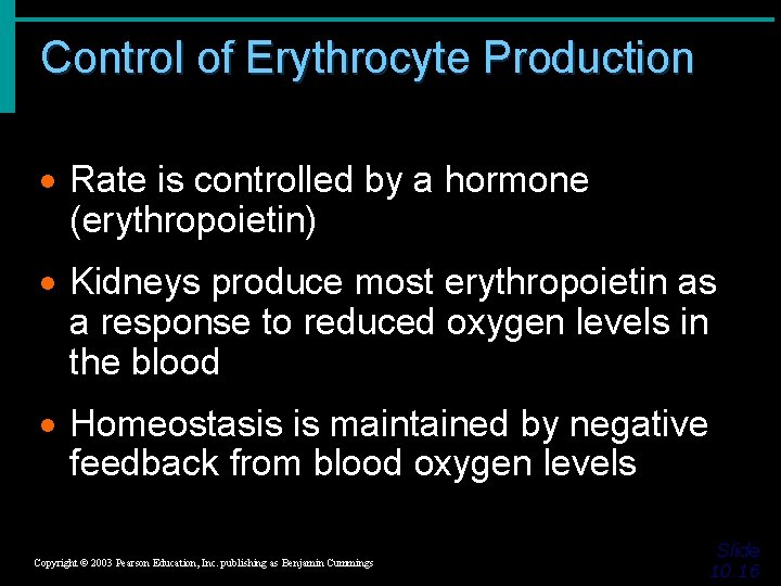 Control of Erythrocyte Production · Rate is controlled by a hormone (erythropoietin) · Kidneys