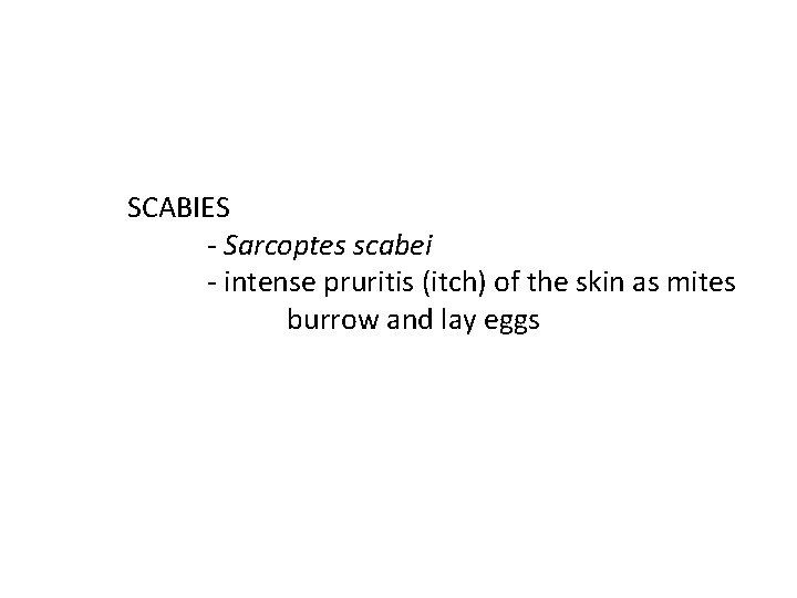 SCABIES - Sarcoptes scabei - intense pruritis (itch) of the skin as mites burrow