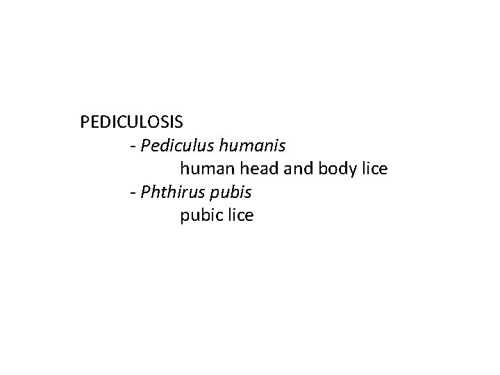 PEDICULOSIS - Pediculus humanis human head and body lice - Phthirus pubic lice 