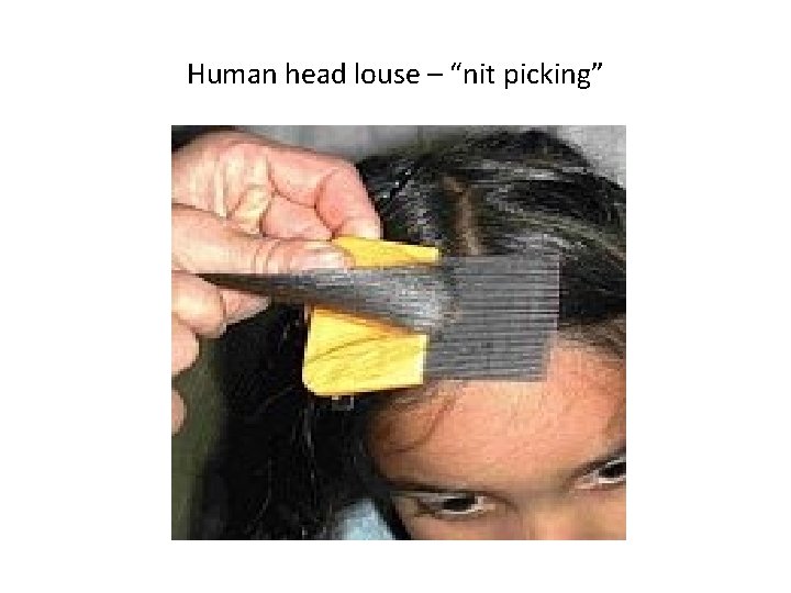 Human head louse – “nit picking” 