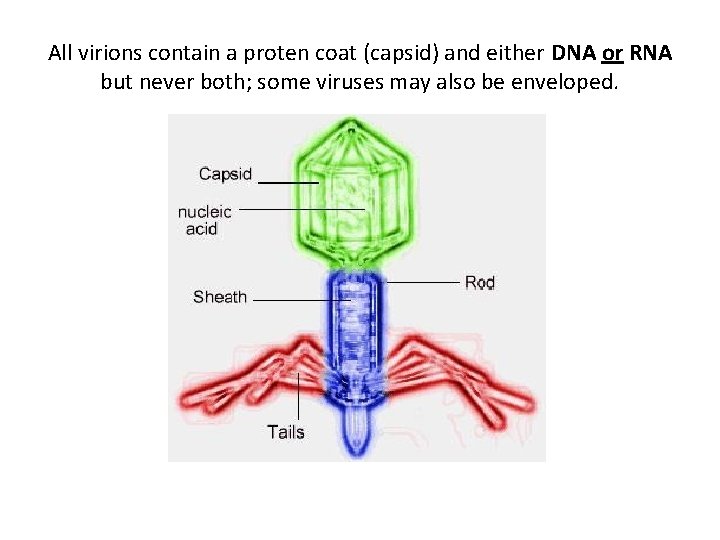 All virions contain a proten coat (capsid) and either DNA or RNA but never