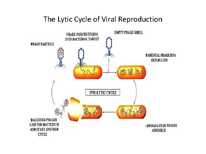 The Lytic Cycle of Viral Reproduction 