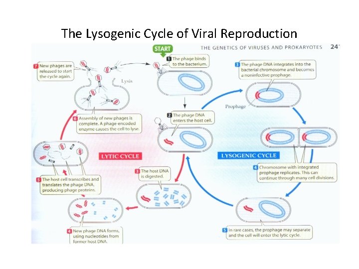 The Lysogenic Cycle of Viral Reproduction 