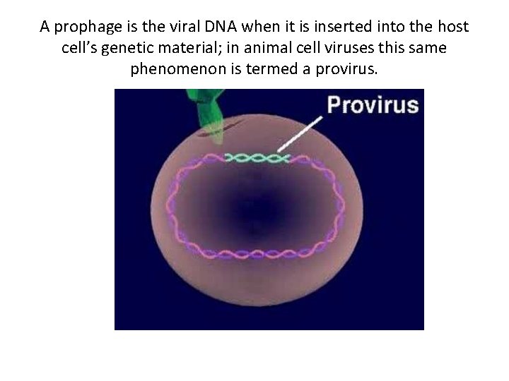 A prophage is the viral DNA when it is inserted into the host cell’s