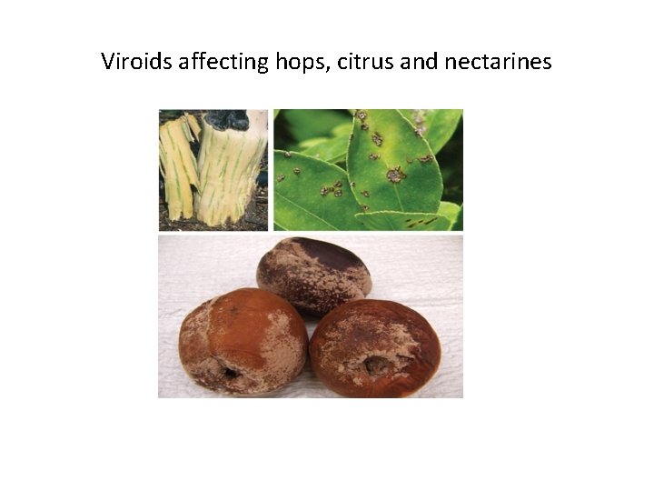 Viroids affecting hops, citrus and nectarines 
