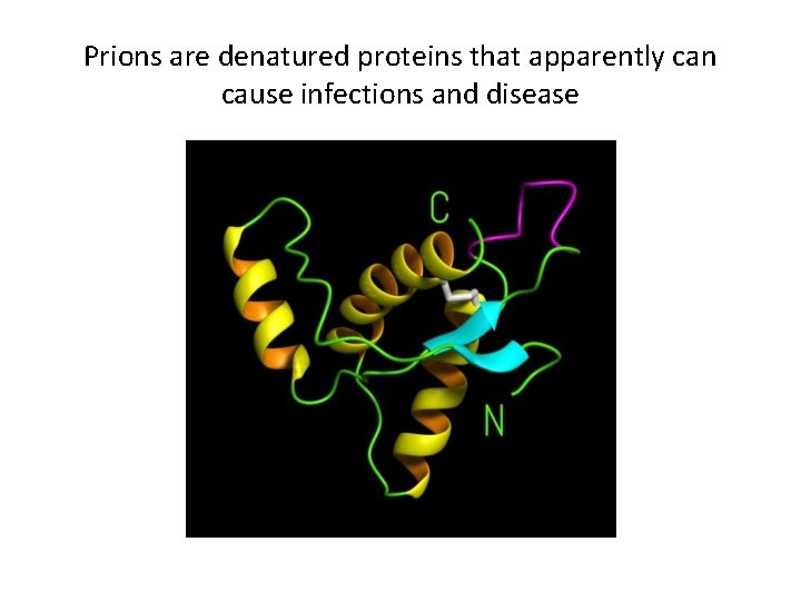 Prions are denatured proteins that apparently can cause infections and disease 