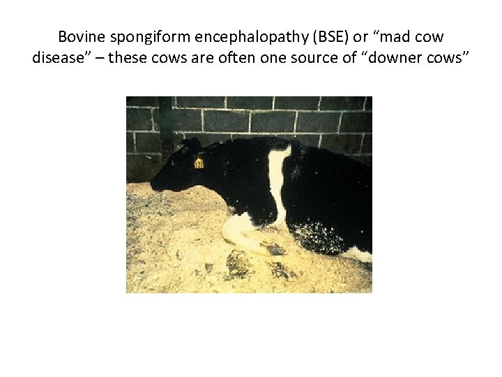 Bovine spongiform encephalopathy (BSE) or “mad cow disease” – these cows are often one