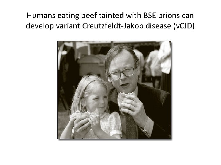 Humans eating beef tainted with BSE prions can develop variant Creutzfeldt-Jakob disease (v. CJD)