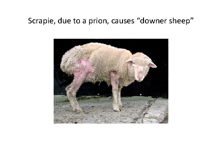Scrapie, due to a prion, causes “downer sheep” 