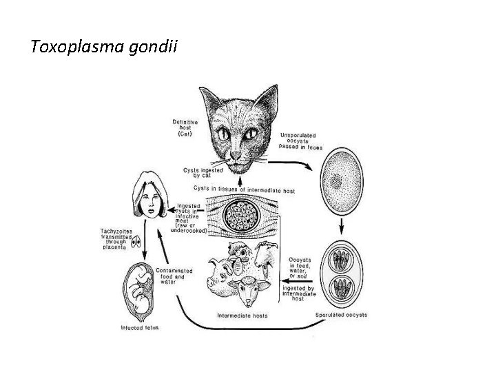Toxoplasma gondii 