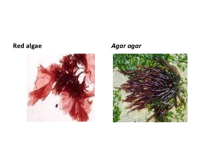 Red algae Agar agar 