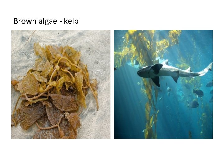 Brown algae - kelp 