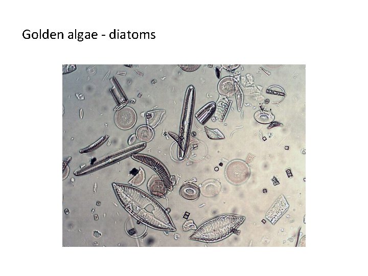 Golden algae - diatoms 
