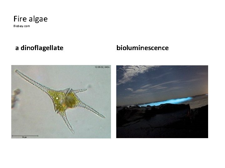 Fire algae Biobay. com a dinoflagellate bioluminescence 