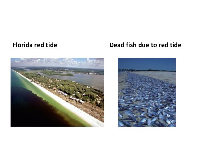 Florida red tide Dead fish due to red tide 