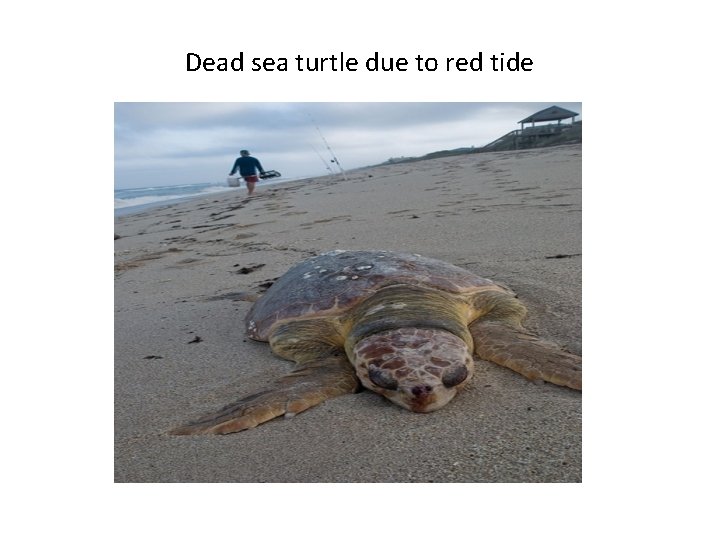 Dead sea turtle due to red tide 
