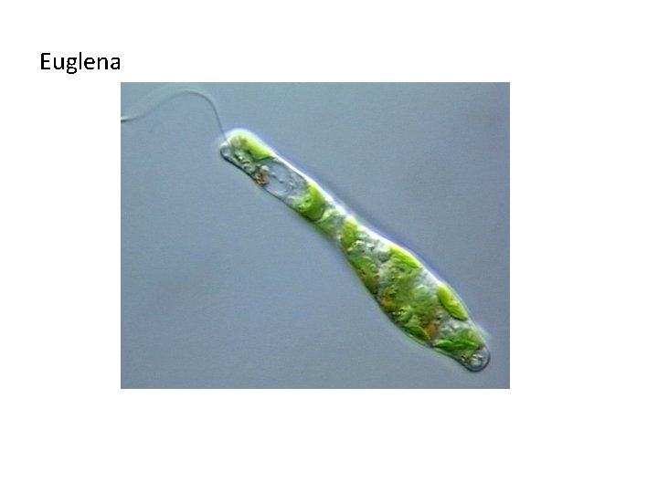 Euglena 