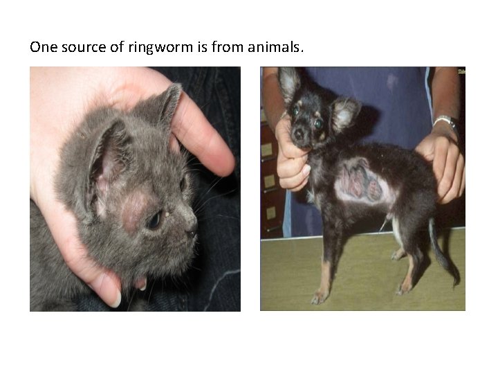 One source of ringworm is from animals. 