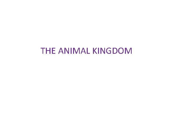 THE ANIMAL KINGDOM 
