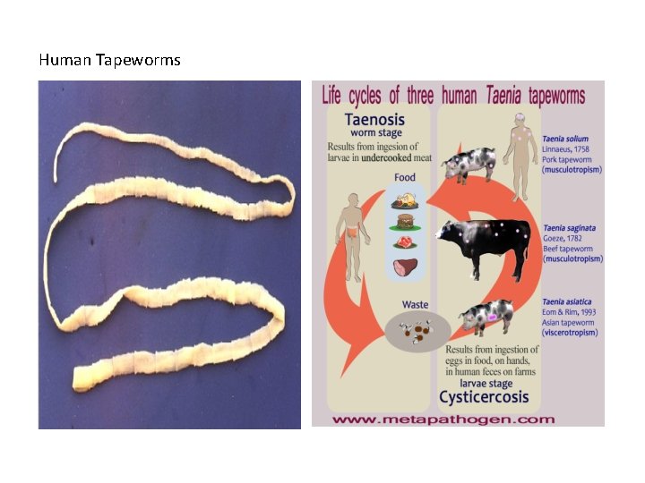 Human Tapeworms 