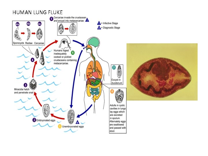 HUMAN LUNG FLUKE 