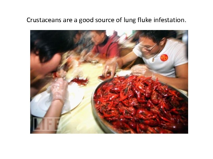 Crustaceans are a good source of lung fluke infestation. 