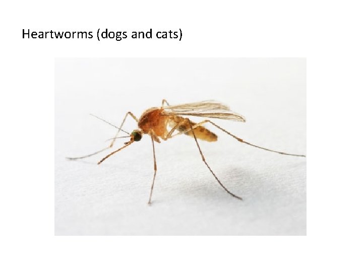 Heartworms (dogs and cats) 