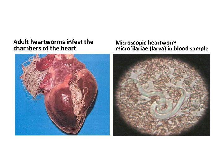 Adult heartworms infest the chambers of the heart Microscopic heartworm microfilariae (larva) in blood