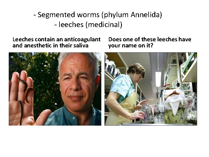 - Segmented worms (phylum Annelida) - leeches (medicinal) Leeches contain an anticoagulant and anesthetic