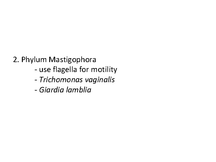 2. Phylum Mastigophora - use flagella for motility - Trichomonas vaginalis - Giardia lamblia
