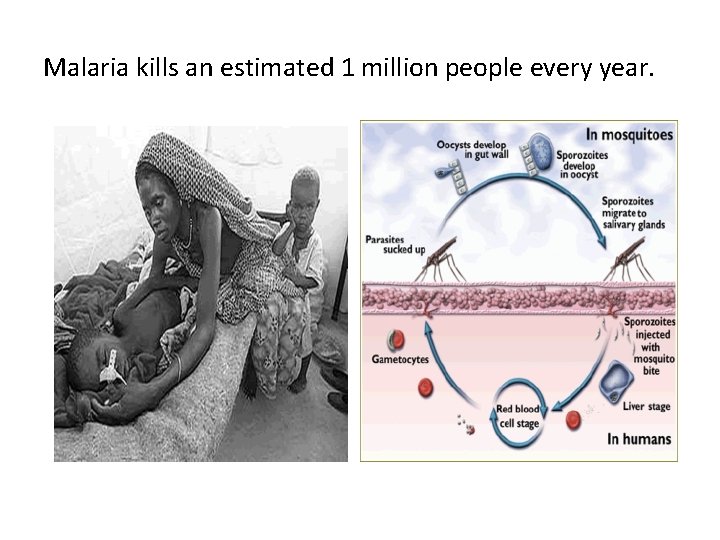 Malaria kills an estimated 1 million people every year. 