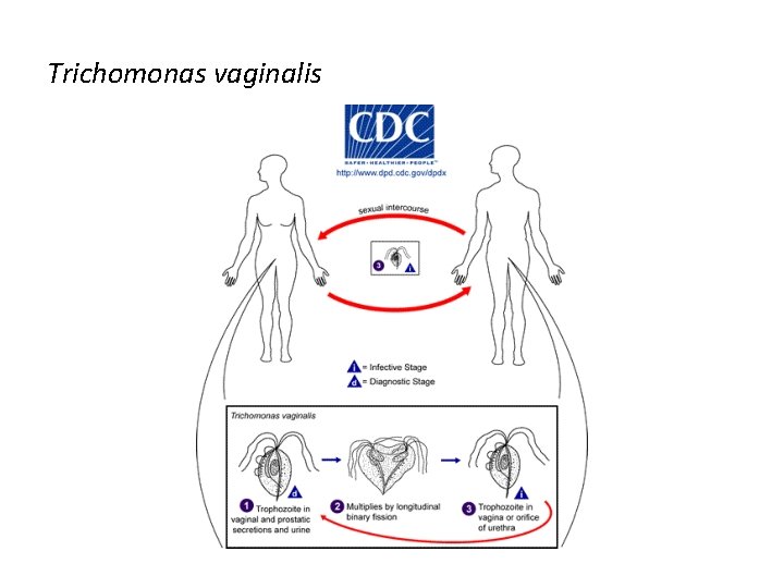 Trichomonas vaginalis 