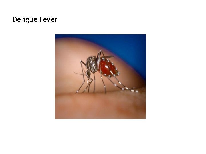 Dengue Fever 
