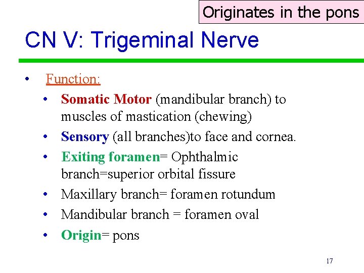Originates in the pons CN V: Trigeminal Nerve • Function: • Somatic Motor (mandibular