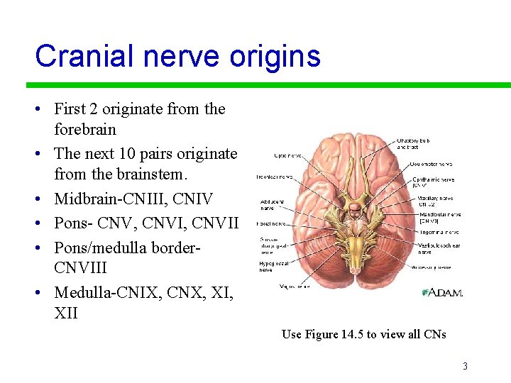 Cranial nerve origins • First 2 originate from the forebrain • The next 10